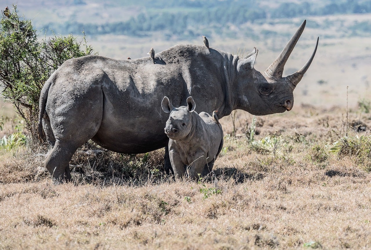 Illustratief beeld van een zwarte neushoorn in Afrika