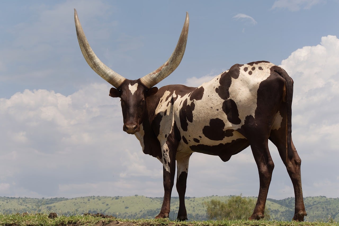 Illustratief beeld van runderen in een Afrikaans landschap
