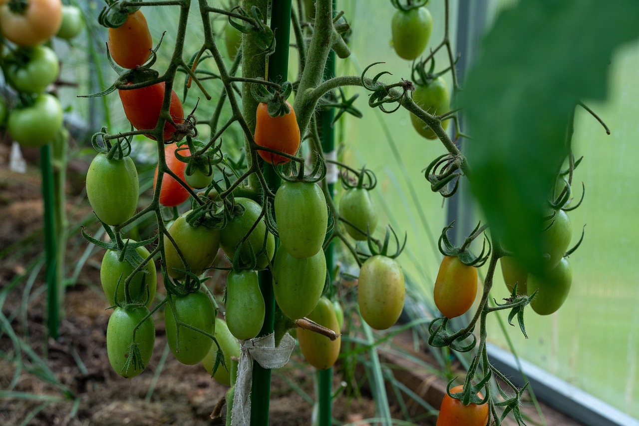 Illustratief beeld bij Acht jaar daktuinonderzoek laat zien hoe tomatenteelt zuiniger kan