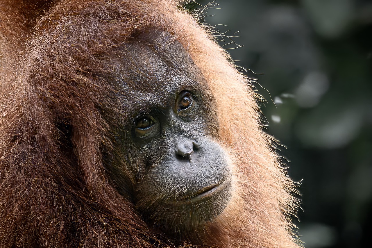 Orang-oetan op Borneo; illustratief beeld