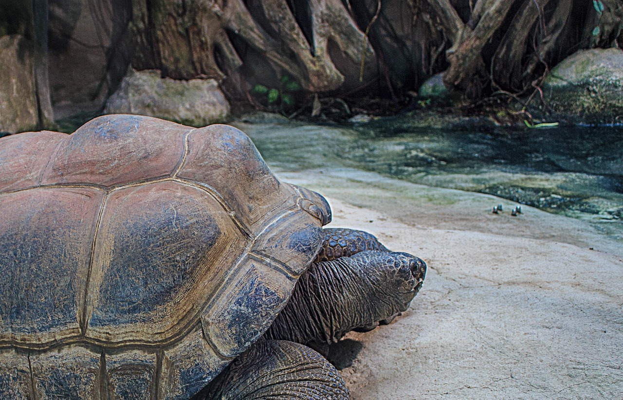 Aldabra-reuzenschildpad; illustratief beeld