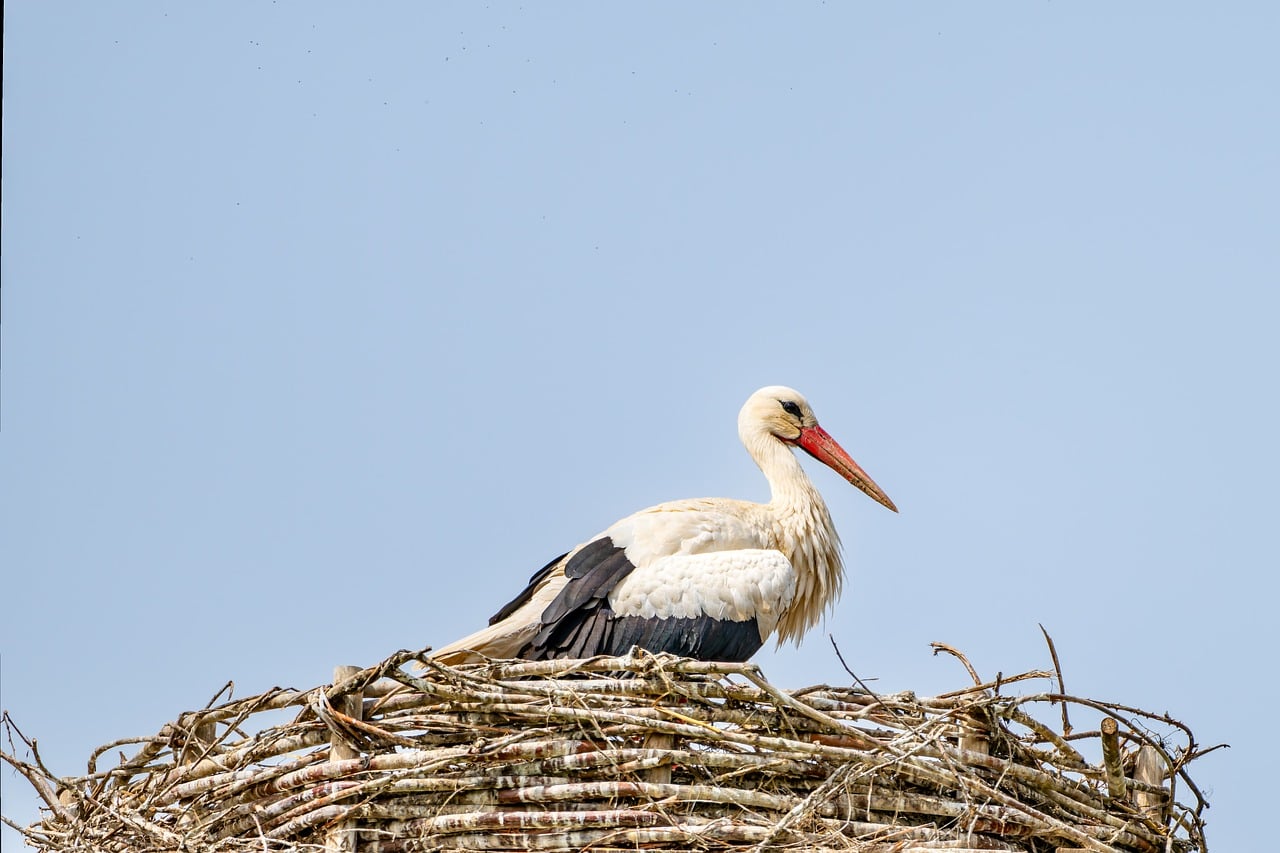 Ooievaar op een nest; illustratief beeld