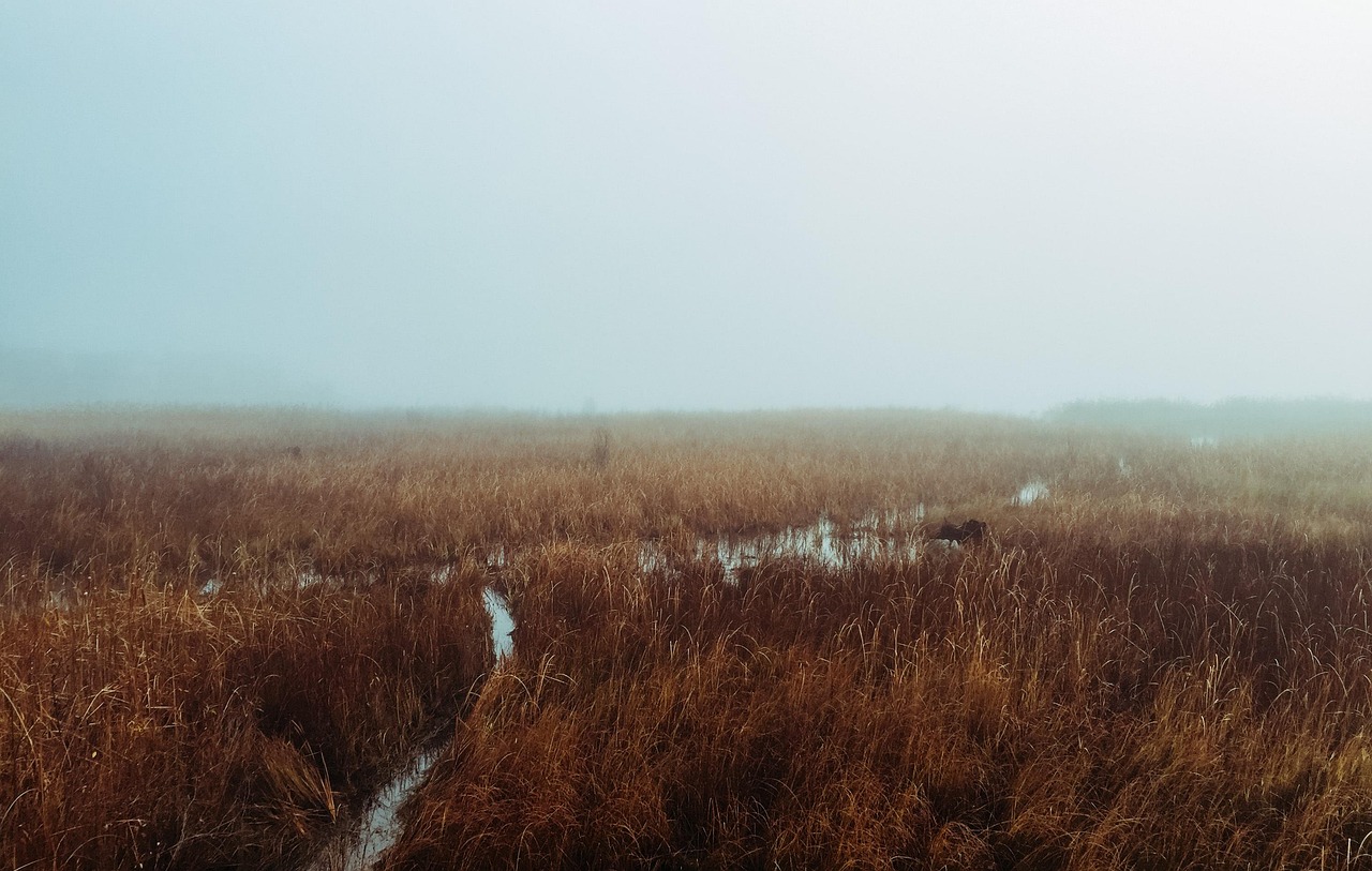 Water en riet in een moerasgebied; illustratief beeld