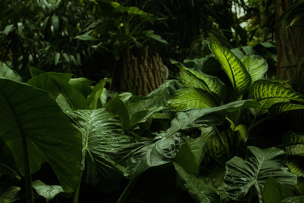 Tropisch bos; illustratief beeld, geen opname van de gemeten ontbossing.
