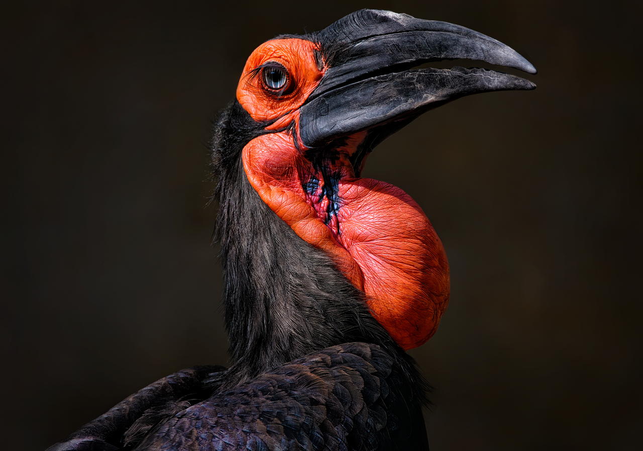 Zuidelijke hoornraaf; soortbeeld, niet de behandelde ARTIS-vogel.