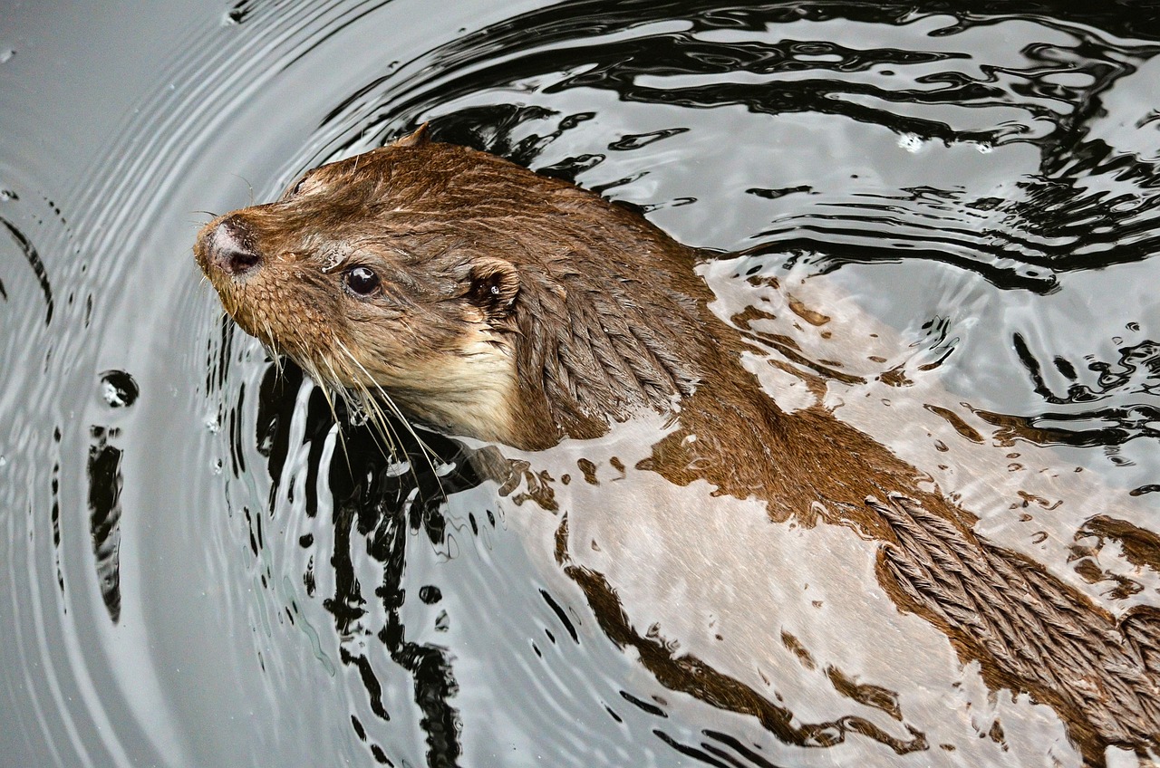 Europese otter; illustratief soortbeeld, niet de onderzochte familie.