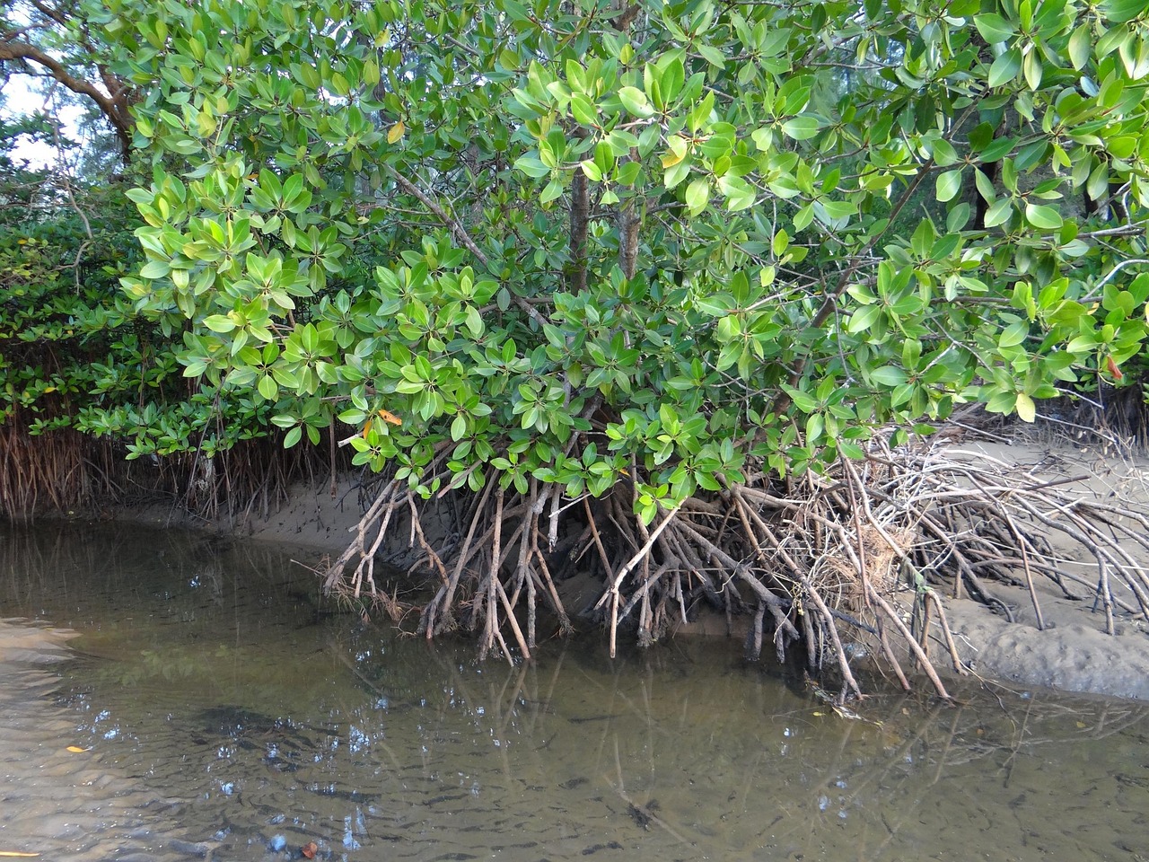 Mangrovebomen met blootliggende wortels in kustwater, illustratief beeld; niet Madagaskar.