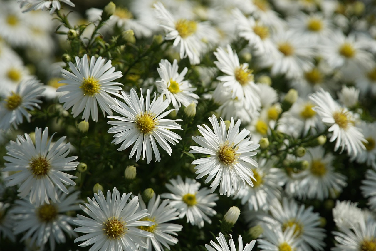Herfstbloemen; symbolisch beeld bij herstel, geen afbeelding van Mette-Marit.