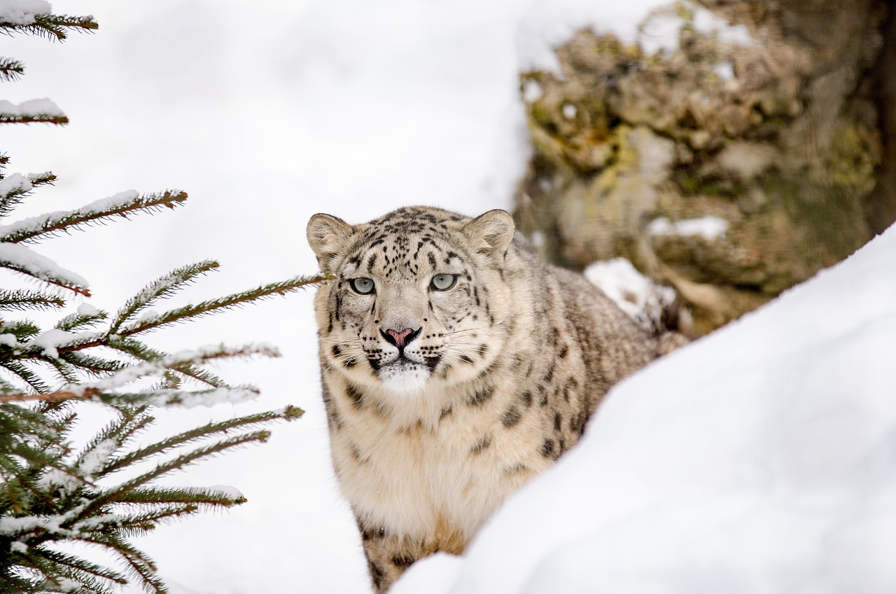 Een sneeuwluipaard in een dierentuin; illustratief beeld, niet uit de Nar-Phu-vallei.