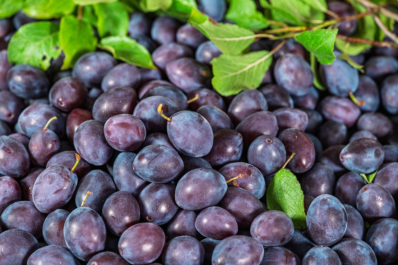 Blauwe pruimen; illustratief beeld, niet de oogst van B&B Fruit.